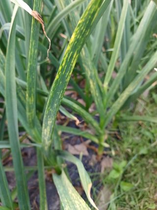 베들임님의 마늘 · 병해충상담 작성글 사진