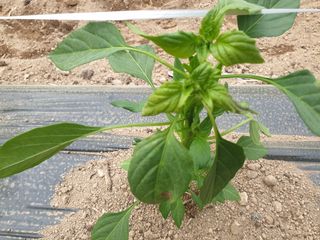 옥수수6509님의 고추 · 병해충상담 작성글 사진