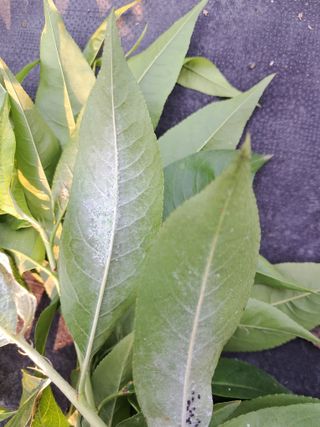 두견새님의 복숭아 · 병해충상담 작성글 사진