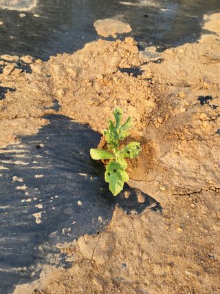 송기문님의 기타작물 · 병해충상담 작성글 사진