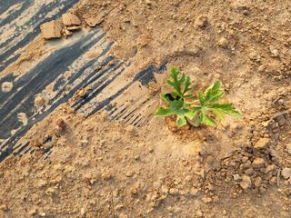 송기문님의 기타작물 · 병해충상담 작성글 사진