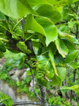 감20520님의 호박 · 병해충상담 작성글 사진