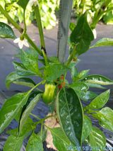 팜모닝 고추·병해충상담 게시글 이미지