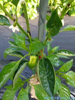 황대헌님의 고추 · 병해충상담 작성글 사진