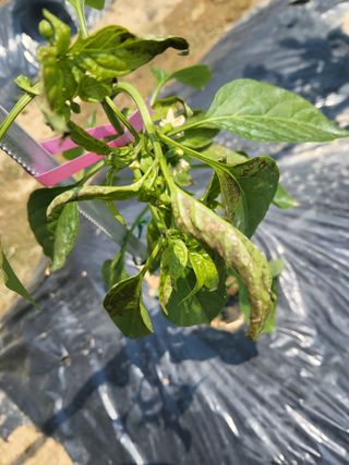 텃밭농님의 고추 · 병해충상담 작성글 사진