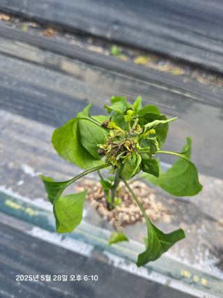 함형춘 님의 고추 · 병해충상담 작성글 사진