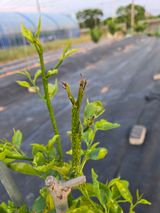 팜모닝 기타작물·병해충상담 게시글 이미지