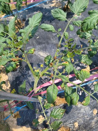 텃밭농님의 기타작물 · 병해충상담 작성글 사진