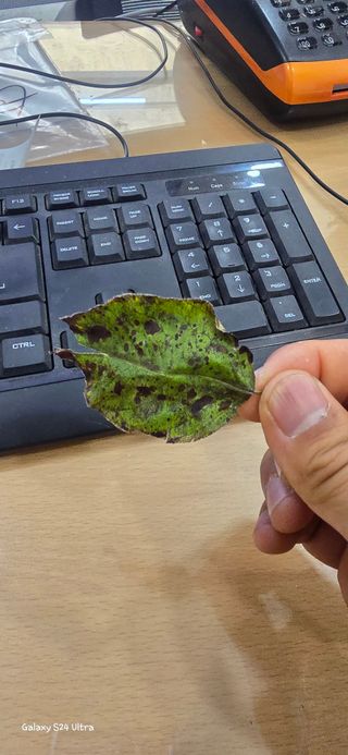 수제비뜨기님의 배 · 병해충상담 작성글 사진