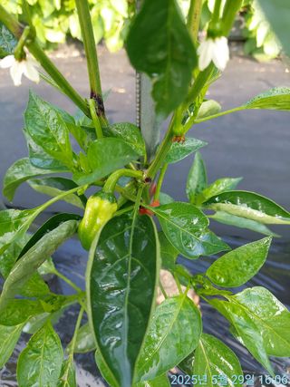 황대헌님의 고추 · 병해충상담 작성글 사진