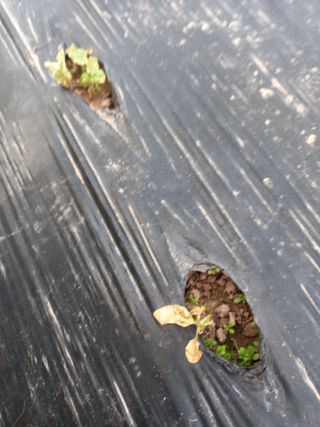 전진욱님의 참깨 · 병해충상담 작성글 사진