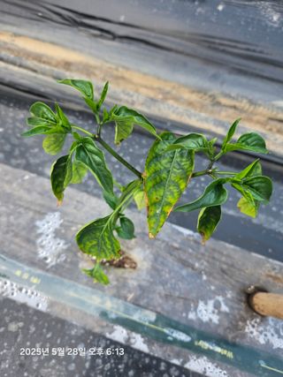 함형춘 님의 고추 · 병해충상담 작성글 사진