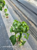 팜모닝 고추·병해충상담 게시글 이미지