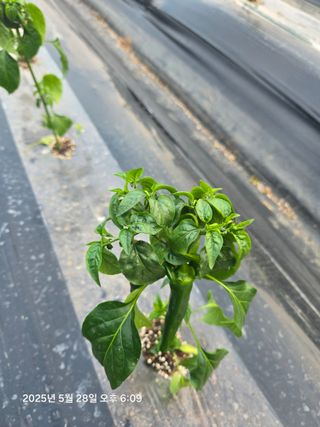 함형춘 님의 고추 · 병해충상담 작성글 사진