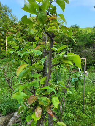 감20520님의 호박 · 병해충상담 작성글 사진