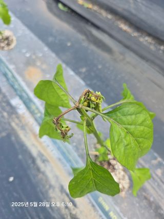 함형춘 님의 고추 · 병해충상담 작성글 사진