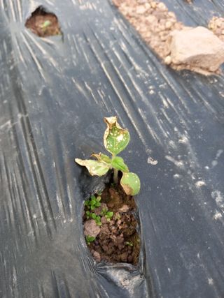 전진욱님의 참깨 · 병해충상담 작성글 사진