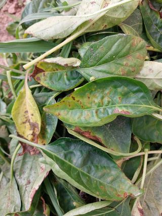 김성식님의 고추 · 병해충상담 작성글 사진