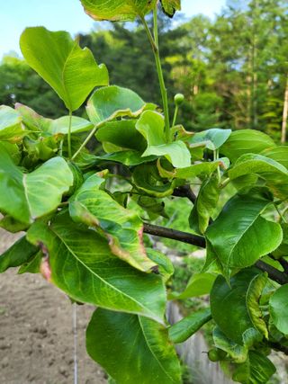 감20520님의 호박 · 병해충상담 작성글 사진