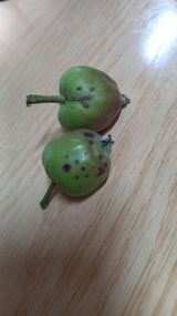 팜모닝 사과·병해충상담 게시글 이미지