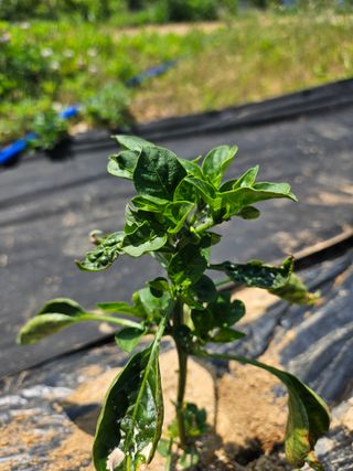 박세인님의 고추 · 병해충상담 작성글 사진
