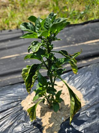 박세인님의 고추 · 병해충상담 작성글 사진