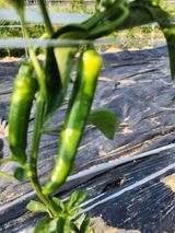 팜모닝 고추·병해충상담 게시글 이미지