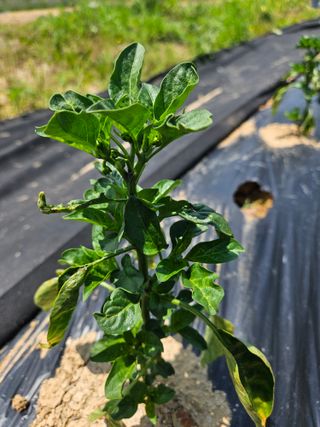 박세인님의 고추 · 병해충상담 작성글 사진