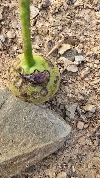 김현연님의 배 · 병해충상담 작성글 사진