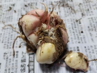 김영일 님의 마늘 · 병해충상담 작성글 사진