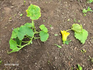 Captain김상곤님의 호박 · 병해충상담 작성글 사진