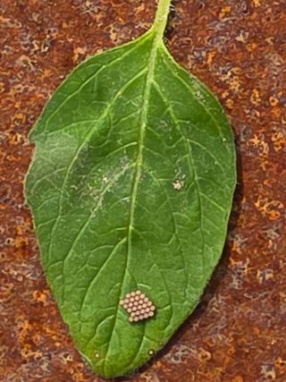 박천규 님의 고추 · 병해충상담 작성글 사진