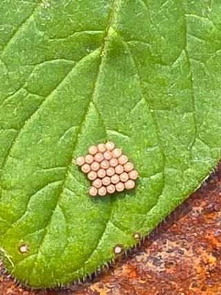 박천규 님의 고추 · 병해충상담 작성글 사진