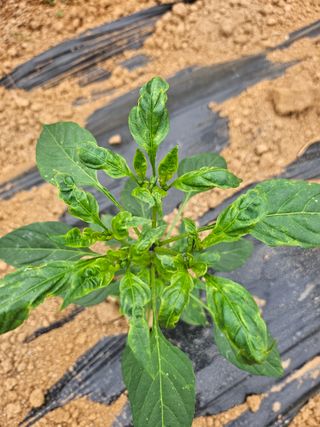 원머루 강낙도님의 고추 · 병해충상담 작성글 사진