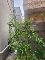 팜모닝 기타작물·병해충상담 게시글 이미지