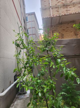 장수 팜 랜드님의 기타작물 · 병해충상담 작성글 사진