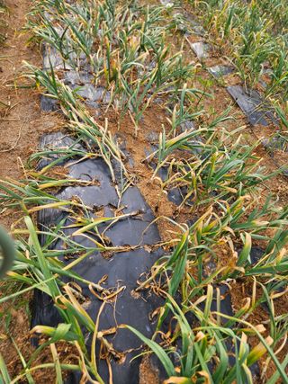 김기만님의 마늘 · 병해충상담 작성글 사진