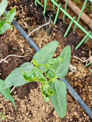 원머루 강낙도님의 고추 · 병해충상담 작성글 사진