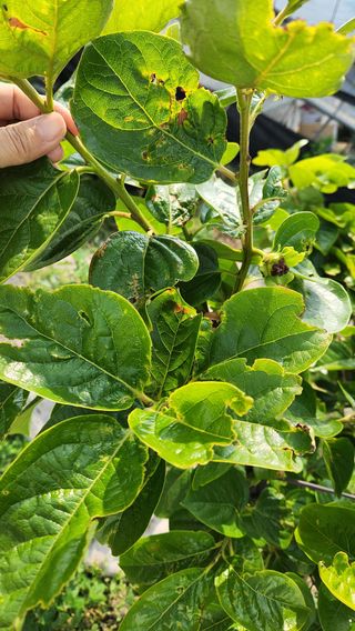 옥수수19412님의 감 · 병해충상담 작성글 사진