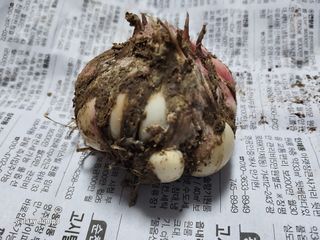 김영일 님의 마늘 · 병해충상담 작성글 사진