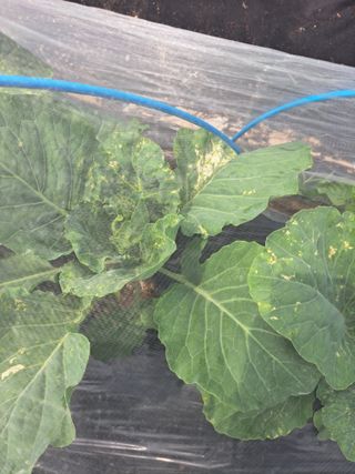 귀산촌님의 양배추 · 병해충상담 작성글 사진