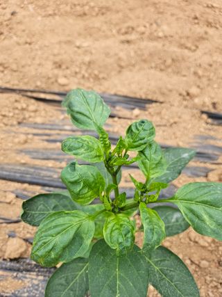 원머루 강낙도님의 고추 · 병해충상담 작성글 사진