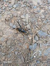 팜모닝 자두·병해충상담 게시글 이미지