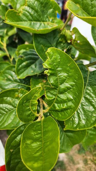 옥수수19412님의 감 · 병해충상담 작성글 사진