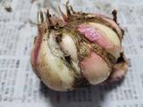 팜모닝 마늘·병해충상담 게시글 이미지