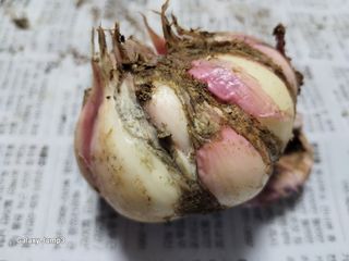 김영일 님의 마늘 · 병해충상담 작성글 사진