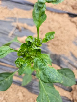 원머루 강낙도님의 고추 · 병해충상담 작성글 사진