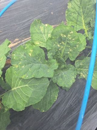 귀산촌님의 양배추 · 병해충상담 작성글 사진