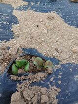 팜모닝 기타작물·병해충상담 게시글 이미지