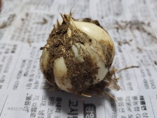 김영일 님의 마늘 · 병해충상담 작성글 사진